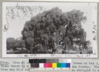 Tree #1 of the four large cork oak trees on the J.T. Kiser Ranch 2 1/2 miles south of Sonoma, Sonoma County. This tree was 50. 2 dob, diameter at breast height, 48.8" dib. When stripped to a point 14.4' produced 576 lbs. of cork, September 20, 1942. This is in addition to a slab of about 70 lbs. which Greenam removed early in July. 1942