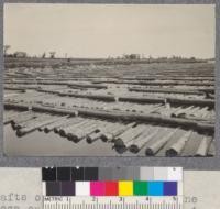 Rafts of Spruce and White Pine logs on the Miramichi river at the plant of the Miramichi Lumber Company near Chatham, New Brunswick