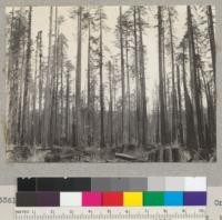 Selective Logging. Van Duzen River. One year after completion. 3/24/37 E.F