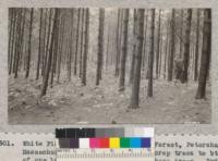 White Pine plantation in Harvard Forest, Petersham, Massachusetts. Pruned to improve crop trees to bt. of one log and thinned to favor these trees. Extension Forester Parmenter. September 1932. Metcalf