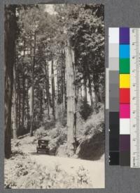 The top of a large redwood tree broken off by storm and stuck vertically and upside down in the soil beside the road. On road from Albion to Ukiah, California. May, 1920. E.F