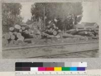 Union Lumber Company, Fort Bragg, California. California laurel, tan bark oak, and chinquapin logs awaiting a buyer. Company has tried, without success, to market these logs. June 1923, E.F