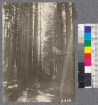 Secondgrowth Redwood Yield Study. Seen near Navarro plot #4. Oct. 1922