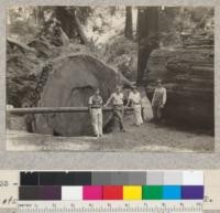 Windfall of March 1933 in Richardson Grove. Fenced as an exhibit. Diameter of stump, inside bark 12'1". Age at stump 1204 years. June 1933. E.F