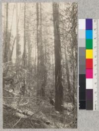 White Fir. Punch Bowl #1. Site 70' at 50 years. Volume 82,400 board measure. Age, 95 years. Schumacher, 1925