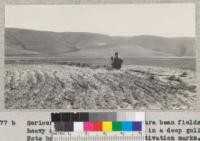 Serious erosion of soil in Ventura bean fields by heavy rains. Lowdermilk stands in a deep gully. Note how gullies follow the cultivation marks. 1932. Metcalf