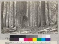 White Fir. Butte Creek Plot #14. Not included in yield study- too old. Age 155 years. Schumacher, 1925