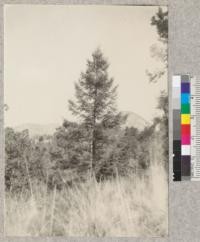 Young fir. Abies sp. (erect cones) on trail from Popocatapetl to Ameca-meca. Mexico. de Reygadas, Dec. 1922