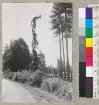 A weeping Douglas fir near Joy Woods Tree Farm, on Road from Occidental to Bodega, Sonoma County, California. Trees to left are young redwoods. 9-19-51. E.F