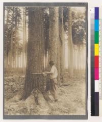 Michigan Agricultural College, Department of Forestry. View taken during six weeks summer term, 1910. White and red pine stand running 25 to 30 thousand feet per acre on the holdings of the Salling & Hanson Company. Eight miles due north of summer camp