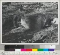 Splitting redwood logs. Starting the cut on log #2. After attempting to break it with powder. One-quarter was thus broken out. A clear cant is being removed from the lower side. 1-17-48. E.F