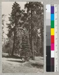 Baker gathering cones from top of small Abies magnifica, Big Meadows, Tulare County. July, 1926