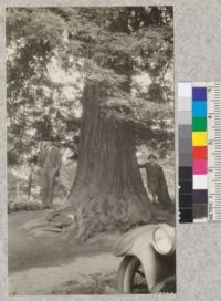 48 year old redwood on Vista avenue. Portland Oregon. Planted 1875 52" diameter at breast height + 100' in height. July 5, 1924