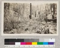 Triple burn planted to Western white pine and yellow pine, Deep Creek, Coeur d'Alene National Forest, Idaho. 1924