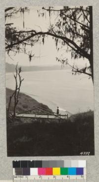 Monterey Bay through branches of planted Monterey Pines, Aptos, Santa Cruz County, May, 1928. Metcalf