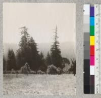 Redwood Utilization Study. Crown types of redwood. A group of trees on Myers' ranch 5 miles south of Weott. Both of the taller trees have evidently had fires rushed to the tops earlier in life. The tree to the left has wide reaching branches, but seems to have lost its top. The tree to the right seems to have lost, or never had very many branches, leaving the top rather meager of foliage. E.F. July, 1928