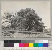 Madrone, opposite and north of high school, Willits, California. Crown spread 90-100 feet. 5/5/37. E.F