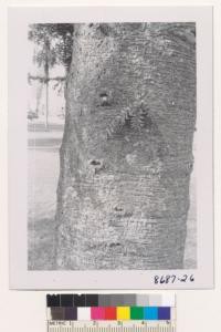 Trunk and leaves of Bunya Bunya, Araucaria Bidwilli, at Alhambra Civic Center. Diameter at breast height 25+ inches; Ht. about 100 ft.; Age 75+ years. Metcalf. March 1953