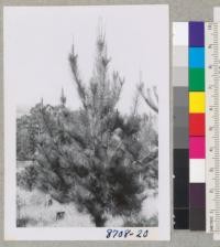 Dr. McNulty's Monterey Pine Plantation in Healdsburg. Tree #5 before pruning. March 1955. Metcalf