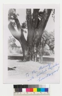 Tezcan from Turkey and Metcalf at Cork Oak, Imola, Napa County. August 1952. Tezcan