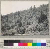 Redwood cut-over slope (Pocket Canyon Creek) near Guerneville, California. The conifers are redwood sprouts and Douglas fir, the brush is largely tan oak. No seed trees left by loggers. See also #6500 and #6501. 6-3-38 E.F