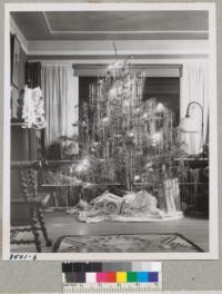 The Metcalf Christmas tree - 1949. This is a regrown white fir from Whitaker's Forest first cut for a Christmas tree in 1939. There are 7 whorls of branches used in the tree. (night). Metcalf