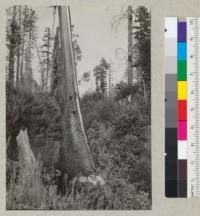 Wavy grain on redwood. On road to Pesula's camp south of Burlington near Weott. Shows wavy grain running out near 10' above the ground. Tree was hollow-butted, about 8' in diameter. In felling, a slab was left standing. 8-20-35, E.F