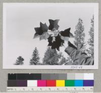 Tulip tree, Liriodendron tulipifera. Placerville. Metcalf. May 1954