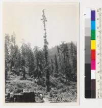 Redwood Region. A poor (30") type of reserve tree on a selectively logged area. Injured during felling operations; sprouting full length; old limbs knocked off. No chance for future high grades. 7/17/42. E. F