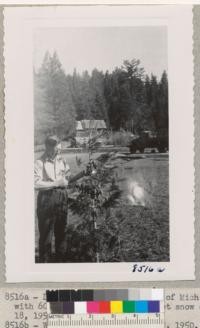 Dr. Earl O'Roke of the University of Michigan Forestry Faculty and a top from a Sequoia gigantea with 60 cones. Broken off by wet snow of Easter Sunday 1950. Whitaker's Forest. April 18, 1950. Metcalf