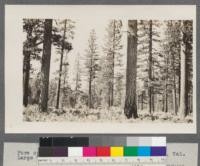 Pure open stand of yellow pine. Near Delliker, California. Large tree with fire scar. Note reproduction. D. Dunning