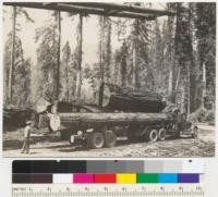 Redwood Region. Truck hauling. Jordan Creek operation, Pacific Lumber Company prior to completion of railroad. White trucks and Reliance trailers. 18 tires. Loading with slings from McLean boom. 6-11-41. E.F