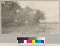 Six year old Black Locust plantation on blow sand, Lee County, Illinois. Note bare area of sand outside the fence and grass starting under and near the plantation