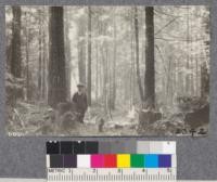 Secondgrowth Redwood Yield Study. A thinned stand of redwood and fir about 40 years old on the Freshwater Tract. The material removed is being sold for cordwood. D. Bruce - Oct. 1922