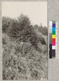 Cambell Creek planting area, Mendocino County, July 1926. South of creek on rows 21 and 22. Natural seedlings of Douglas fir left and lowland fir right of F.S. Baker, shows average condition of redwood sprouts in background