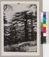 Forest of Atlas cedars in Morocco. Underwood of Holly (Ilex aquifolium); Yew (Taxus baccata) and different oaks