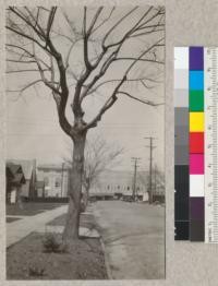 Elm tree after pruning. For details, see #4026-4028. 1928, E.F