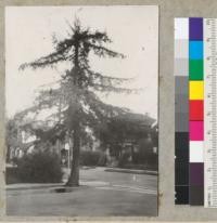 Redwood (S. sempervirens). At corner of Piedmont and Garber (Emerson School). Topped March 1938, and sending up new leaders. About 20" diameter at breast height. 1-27-40, E.F