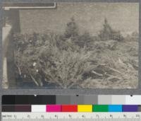 Thousands of unused Christmas trees lying in a vacant lot in the commission district of San Francisco, January 1920. Demand was overestimated and several carloads of trees went to waste