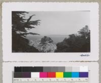 Monterey cypress, Cupressus macrocarpa, clings to the rock cliffs at Point Lobos State Park, Monterey County. May 1952. Metcalf