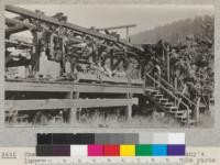 The north end of the Spanish Peak Lumber Company's lumber tramway. The unloading station at the yards and planing mills 5 miles from the sawmill. The empty slings are here shown ready to be returned to the sawmill, as shown in #3690. A party of the 1926 Califorest class is shown seated in a box sustained from two carriers ready to depart over the tram for the sawmill. July, 1926