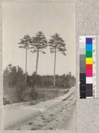 "The Four Pines." Picturesque group of Red Pine seed trees along highway, Cloquet Experiment Station, left during cutting operations in 1910
