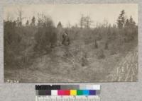 Red and Jack pine plantation on Fyfe Lake State Forest, Michigan, set out in fall of 1916 and 1924. Man is Mr. Van Sickle, custodian of the forest. Two 16-ft. fire lines show in the foreground. Note scrubby growth of oak due to repeated fires