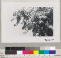 Detail of fruit cluster and branch of Ailanthus glandulosa - Davis, California. July 1952. Metcalf