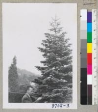 Red fir--Abies magnifica--as a planted tree about 25 years old at 1314 Euclid Avenue in Berkeley on front lawn. With Ray Isle. A very beautiful specimen. March, 1955