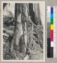 Redwood Region. Reserve tree left during selective logging but seriously injured by tractors making it practically a total loss. 5-24-44. E.F