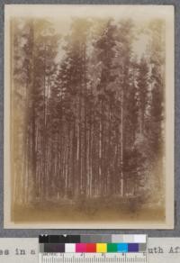 Monterey Pines in a Tokai Plantation, South Africa. A portion of the plantation photographed at twenty-three years of age. The trees being over 100 feet average height. These were planted 3'x3' and not thinned until eighteen or nineteen years old. They are inclined to whip in the wind