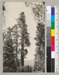 Big Sequoia at Whitaker's Forest 11.6' diameter at breast height and 275 ft. tall. 1926