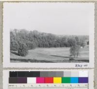 Plantation of red and Scots pines above atheletic fields west of Sigma Chi House, Denison Univ