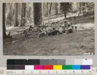 The Merced Agricultural Club boys give a yell at the Wawona Camp